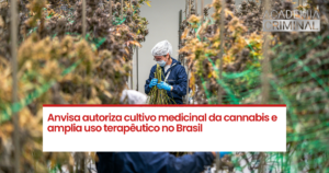 Anvisa autoriza cultivo medicinal da cannabis e amplia uso terapêutico no Brasil
